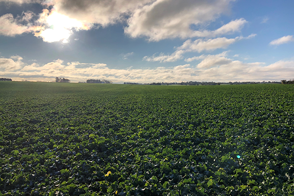 grøn rapsmark med blå himmel og skyer